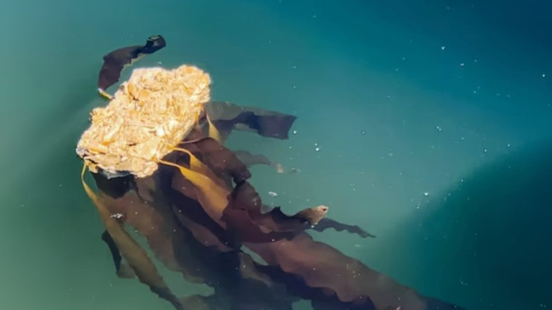 Running Tide Running Tide