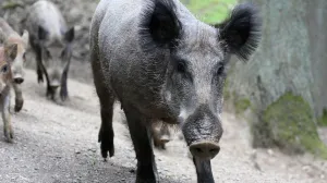Севастопольские егеря спасли туристов от кабаньего семейства