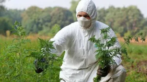  Враг людей и растений захватил Крым 