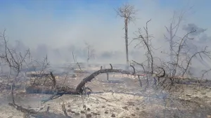 На Фиоленте загорелся лес