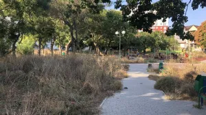 Типичная для этого лета напасть захватила севастопольский скверик