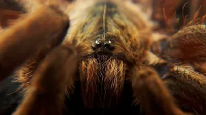 Полчища пауков напугали поздних крымских туристов