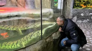 В Крыму крокодиляриуму грозит закрытие из-за тесных вольеров