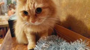 Чем для крымских питомцев опасны мишура, гирлянды и еда с новогоднего стола