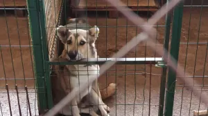 Бездомные животные в Севастополе получили президентский грант