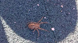 Пробудившийся от зимней спячки паук укусил двухлетнего ребёнка в Крыму