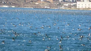 Севсети#1425: Тема дня в Севастополе, съезд буревестников и странная дата