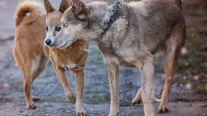 Брошенных собак из Донецка вывезли из-под обстрелов в Крым
