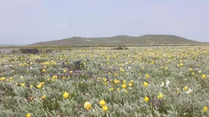 В Крыму ученый объяснил, чем опасны высадки деревьев для степи