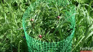 Переходим на подножный корм: какие крымские сорняки пригодны в пищу