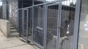 В столице Крыма миллионы рублей ушли на приют-призрак