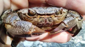 Краснокнижные крабы выжили после варварской расчистки горных рек Крыма