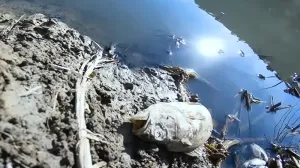 В пруду под Севастополем массово гибнет рыба