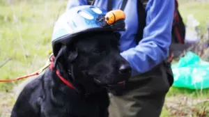 Помогать в зоне спецоперации отправился лабрадор-ретривер из Крыма