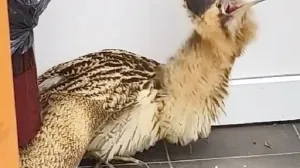 Крымчанам в Феодосии пришлось спасать «залётную гостью»