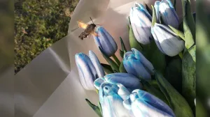 Стало известно, сколько будет стоить букет к 8 Марта