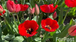 Погода подготовила долгожданный подарок на 8 марта прекрасной половине Крыма