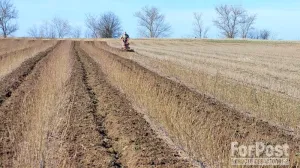 Путь семечка: как на севере Крыма появляется настоящий лес