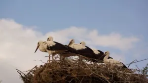 Почему в Крыму стало в два раза больше аистов 