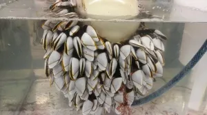 Тайну пропавшего малазийского «Боинга» могут помочь раскрыть ракушки