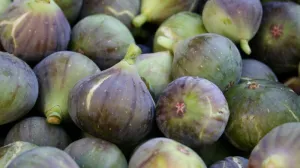 С брынзой и бадьяном, от всех болезней: как и почему в Крыму едят инжир 