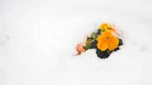 Почему зацвела Антарктида?