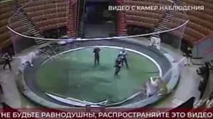 Дрессировщиков Запашных обвинили в избиении тигров