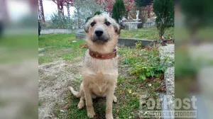 От упавшего в Севастополе беспилотника серьёзно пострадала уличная собака