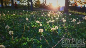 Что поможет крымчанам побороть «весеннее обострение»