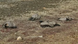 Как крымская степь и её обитатели оказались в заложниках невозможного компромисса