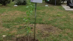 Саженец-клон Тополя Победы подарили Севастополю на выставке-форуме "Россия".