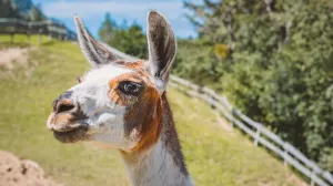 На прилавках российских магазинов скоро может появиться мясо ламы