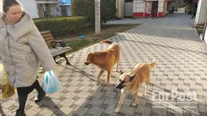 Депутат требует признать зоозащитников экстремистской организацией