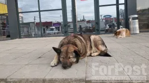 В приютах Крыма заканчиваются места для бездомных собак 