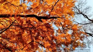 Последние дни осени уже не порадуют крымчан теплом и солнцем.