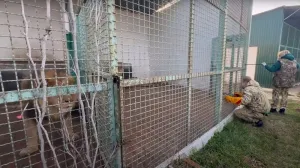 Крымские активисты осматривают животных перед эвакуацией на полуостров. 