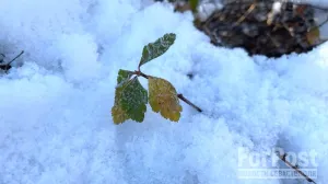 В отдельные ночи температура в Крыму упадёт до -9. 