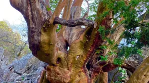 Земляничник Ены на юге Крыма привлекает внимание своей необычной кроной. 