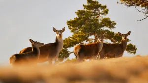 Обитатели Ялтинского горно-лесного заповедника. Автор: Юлия Балахтинова