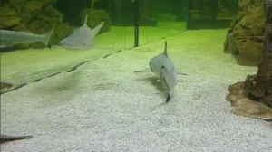 Каждой акуле потребовался отдельный кубометр воды для переезда в Крым.