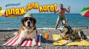 Владельцы собак хотят пляжи для своих питомцев.