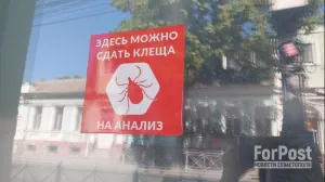 Укус клеща в Крыму может стать причиной серьёзного заболевания. 