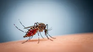 В Крыму обитает более сорока видов комаров. 