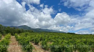 В этом году аграрии ожидают более скромный урожай винограда, чем в 2024 году. 