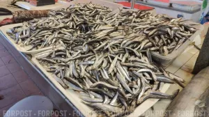 Доля региона в поддержке отрасли составит меньше 10%.