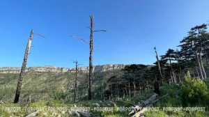 Новым деревьям потребуются годы, чтобы вырасти. 