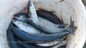 Рыбный промысел в Чёрном и Азовском морях имеет важное социальное значение. 