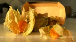 Физалис в Крыму продают прямо в «фонариках». 