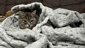 Пока что отопление включили в одном крымском городе для детсадов, школ и больниц.