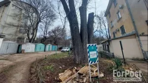 Так пятиствольный каштан в Симферополе выглядел в 2023 году после «лечения». 